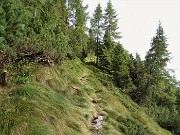73 IL sent. 272 ora sale  tra abeti e pini mughi